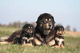DOGUE DU TIBET 531
